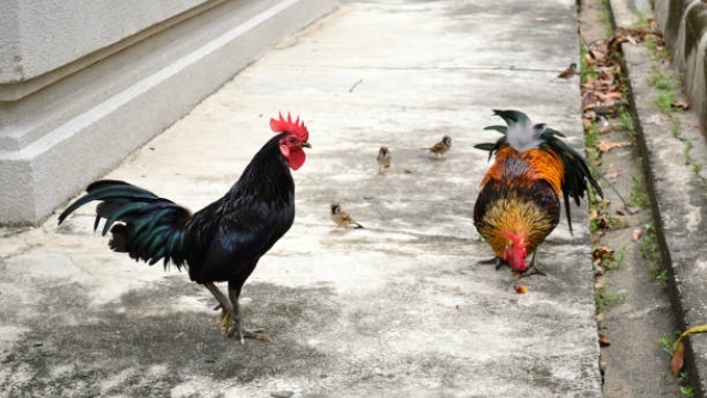 Cách Cáp Gà Đá Những Điều Cần Biết Để Trở Thành Huấn Luyện Viên Tài Ba