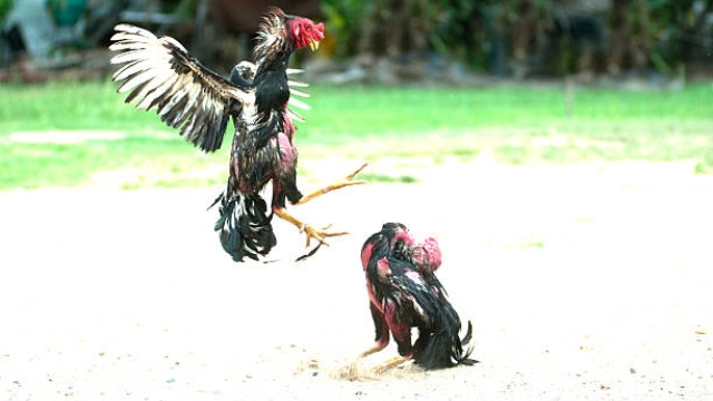 Cách trộn thức ăn cho gà đá